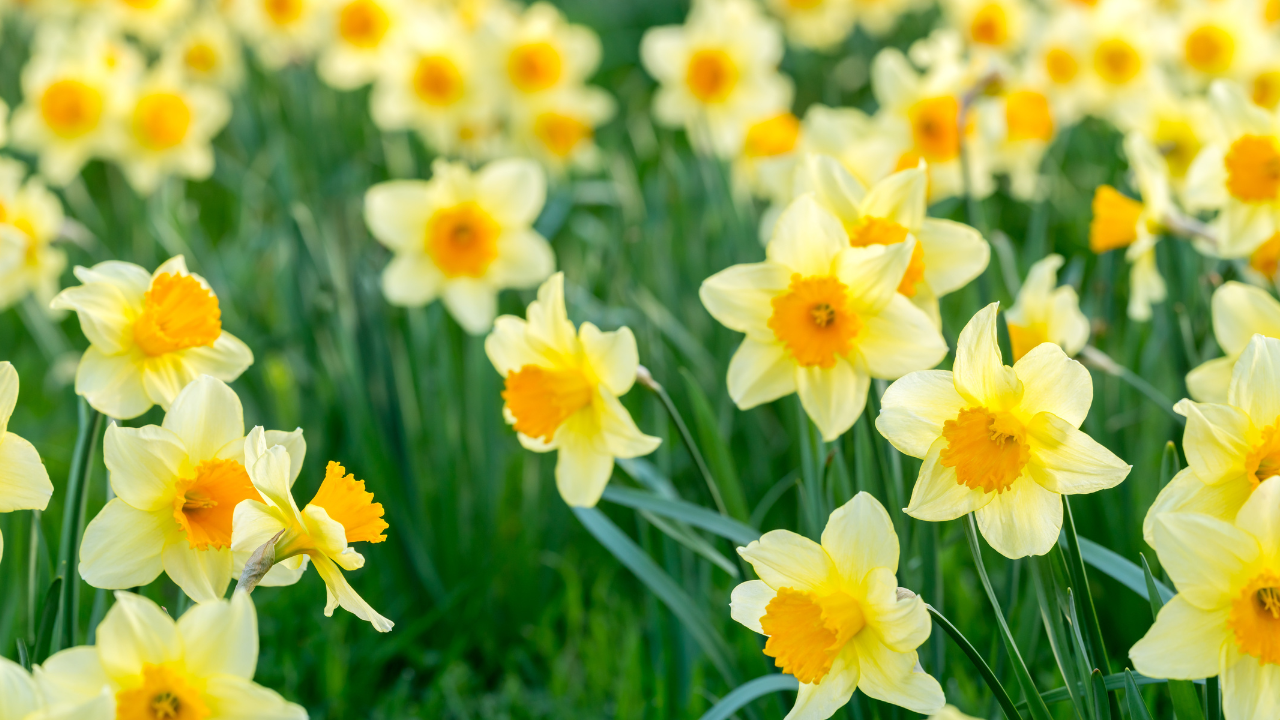 12 Fleurs du Mois de Naissance et Leur Signification ·